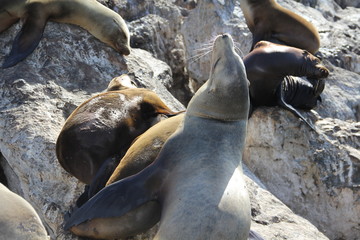 Adorable sea lions in Monterey Bay, California