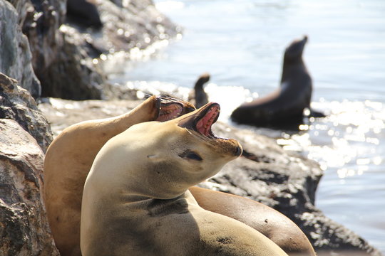 Adorable Sea Lions In Monterey Bay, California