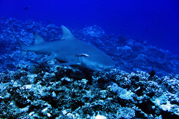 Fototapeta na wymiar tropical sharks underwater while scuba diving in tahiti