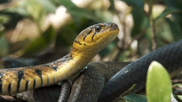 Close up video portrait of the buff striped keelback -a species of nonvenomous colubrid snake found across Asia. 