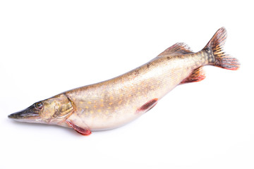 Fish pike on a white background