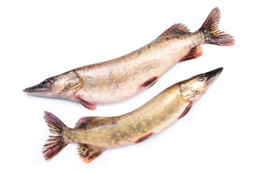 Fish pike on a white background