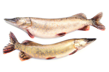Fish pike on a white background