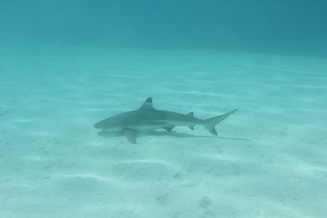 Fototapeta premium shark underwater while scuba diving in Tahiti