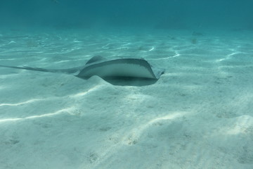 Obraz na płótnie Canvas sting ray underwater while scuba diving in Tahiti