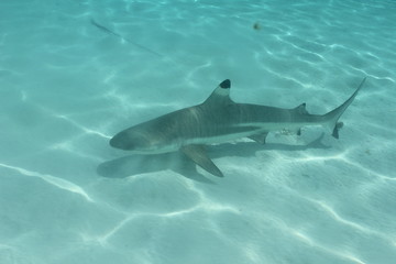 Fototapeta premium shark underwater while scuba diving in Tahiti
