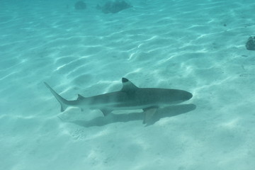 Fototapeta premium shark underwater while scuba diving in Tahiti