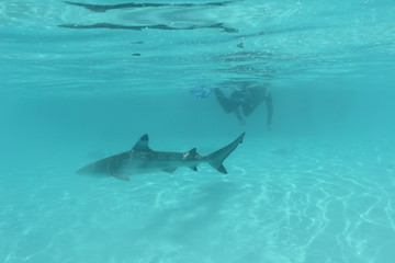 shark underwater while scuba diving in Tahiti