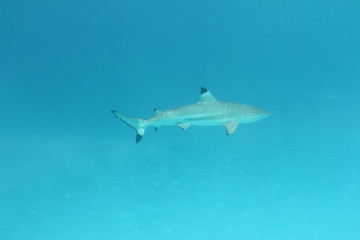Naklejka na ściany i meble shark underwater while scuba diving in Tahiti