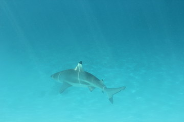 shark underwater while scuba diving in Tahiti