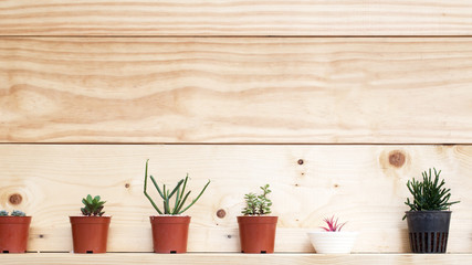Plants on white rough wooden wall as Decoration