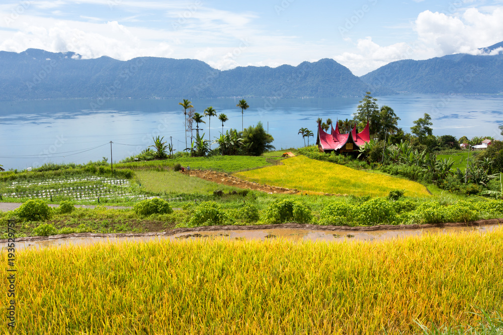 Wall mural   Rice field parts with  Batak ethnic house, West Sumatra,Maninjau lake area,Indonesia - Wall murals