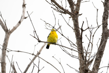 common iora bird