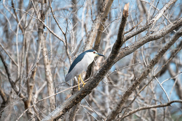 Black crowned Night Heron