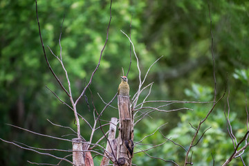 Grey headed Woodpecker