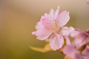 桜の花　-　日本の春