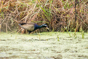 Bronze-winged Jacana