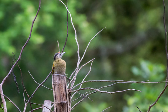 Grey Headed Woodpecker