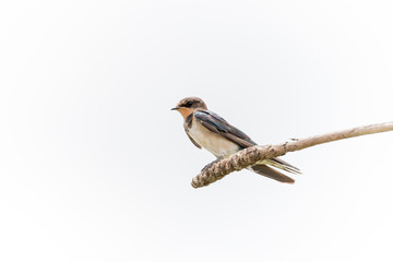 barn swallow bird