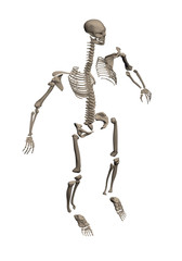 Skeleton dismantled on bone