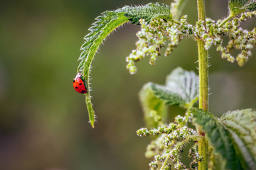 on  sheet of nettle crawls  ladybug,  fine summer day,  life of insects