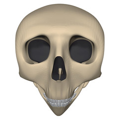 Skull