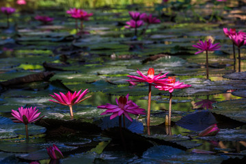 many Pink lotus on a pond, dark background
