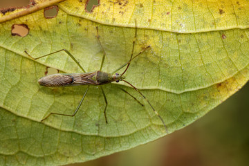 Image of Lesser Rice Bug (Leptocorisa acuta) on green leaves. Alydidae. Insect, Animal.