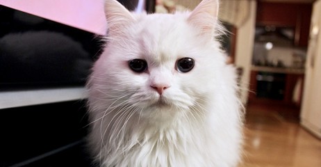 White Cute Cat Turkish Angora