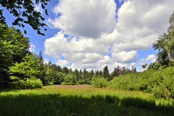 Meadow in the forest on sunny spring day