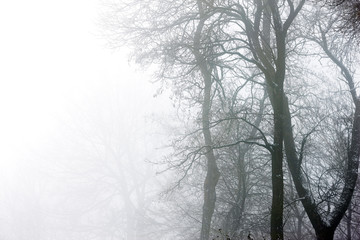 Fototapeta na wymiar winter forest with frost and snow in dense fog and different species of trees