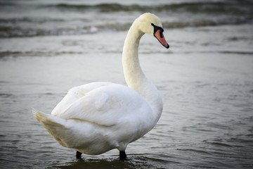 Swan with open wings
