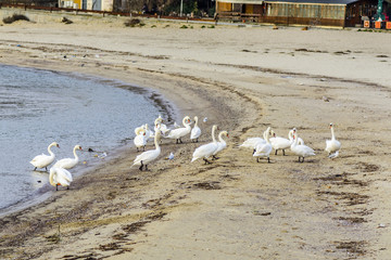 Swan with open wings