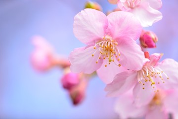 Fototapeta premium 日本の桜の花