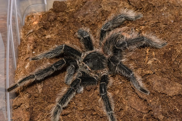 grammastola pulchripes