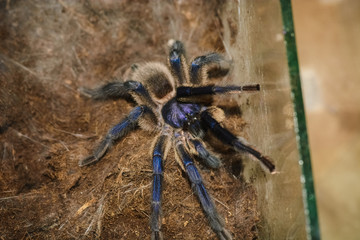 Haplopelma lividum