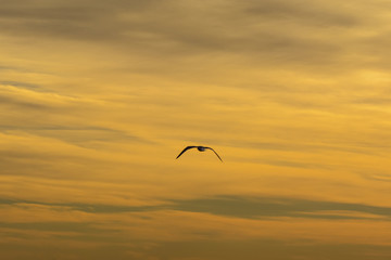 single seagull