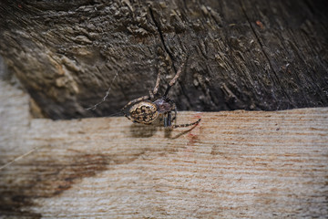 Spider doing its web