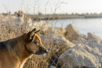 Obraz na płótnie Canvas stray dog on the beach