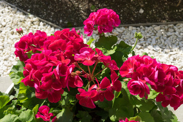 flowers bright pink geranium with green leaves.