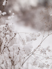 Branches of a bush covered with snow in blurred winter forest landscape