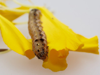 Fototapeta premium Brown and black worm or caterpillar eating petals of yellow marigold flower in background