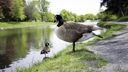 Geese by the Pond © Robert