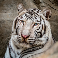 White bengal tiger