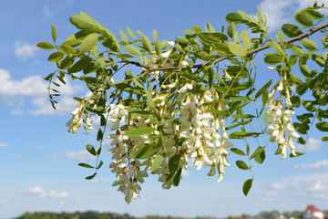 Flowering acaciaBranch of the flowering acacia tree on the background of the sky