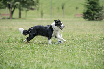 Border Collie dog running outside in the park. Selective focus