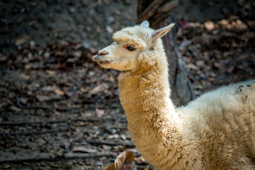 Fototapeta premium Close up image of Alpaca