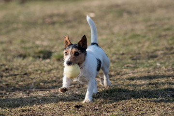 Naklejka na ściany i meble Small funny dog Jack Russel terier catching ball on the green grass.