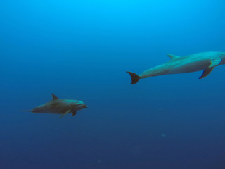 Dolphins underwater in Tahiti