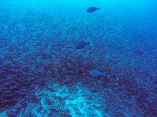 big school of fish on a coral reef in Tahiti